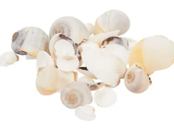 New Merk Decoschelpen