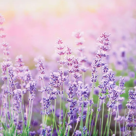 garden-collection-tuindoek-vCuVuiVx-3.webp Discount Merk Garden Collection Tuindoek Print