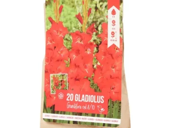 Sale Green Boots Gladiolen Bloembollen