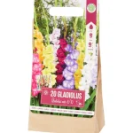 gladiolen-bloembollen-BlACKLod-0.webp