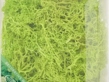 Online Merk Home Accents Decoratief Mos Groen