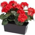 kunstgeranium-zItKbHOS-0.webp