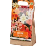 Discount Green Boots Lelie Bloembollen Rood