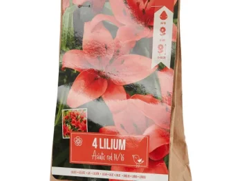 Discount Green Boots Lelie Bloembollen Rood