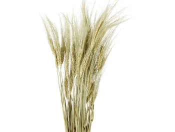 Clearance Merk Nederlandse Droog Kunstbloemen